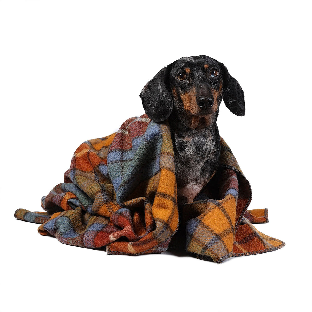 Tartan Tails – Recycled Wool Pet Blanket for Dogs & Cats - BUCHANAN ANTIQUE